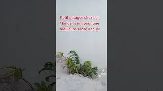 Produisons et mangeons sain. #mangersain #potager #pourtoi #fyp #produirebio #legumes #terrefertile