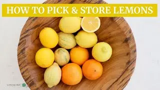 How To Pick & Store Lemons | Limoneira