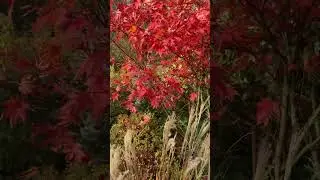 Мой сад с названиями растений☘️ #shortvideo