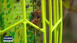 Looking out for Asian Giant Hornets