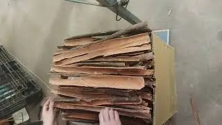 split cassia premium quality (yenbai)