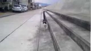 #58 私の下に舞い降りた天使たち③ サヨナラ、カウスケ