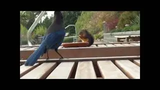 Stellar's Jay vs. Douglas Squirrel.wmv