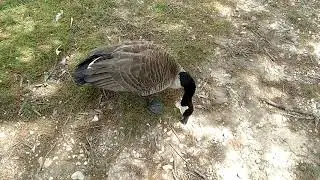 Feeding the Geese at Beck's Pond - Newark Delaware