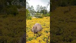 A day in the life of an Australian Wombat #wombats #australianwildlife