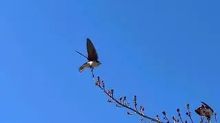 Tree swallow (Tachycineta bicolor). Arlington reservoir, MA 23 March 2025. iPhone video.