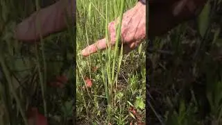 Small flowered morning glory and round leaf filaree two rare plants videos made by kids for kids