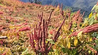 Kalukheti to khaptad National Park #trekking #nepal #travel #viral #travelvlog #villagelife Part-2