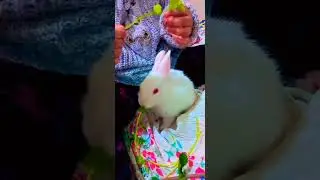 Chiki Chiki 😂🐇😂🐰#shorts