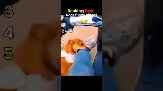 Funny dog videos😂😂#youtubeshorts #funny #top #viral #video
