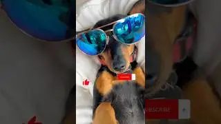 Miniature Pinscher is a trendsetter 😂😂 #minipinscher #dogshorts #trendingshorts  #funnydogsvideos