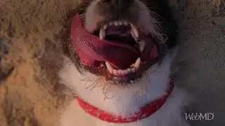 Heatstroke in Dogs: How to Keep Your Dog Safe in the Heat | WebMD