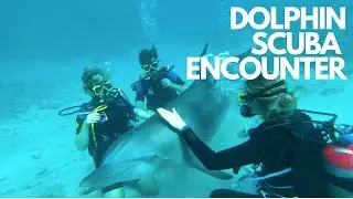 Dolphin Scuba Encounter - Dolphin Academy Cura&ccedil;ao