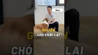 GỌI T&Ecirc;N CH&Oacute; CHẠY LẠI #bossdog #dogtraining