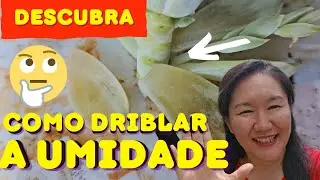 DESCUBRA COMO VENCER A UMIDADE EXCESSIVA COM ESSAS DICAS INCRÍVEIS