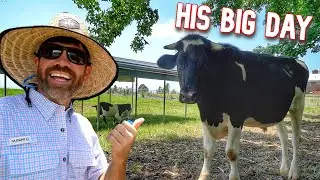 Our Steer Just Got UPGRADED Today