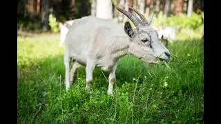 Small Goat Bleating Sound Effect