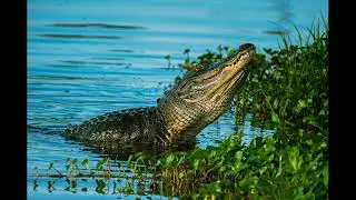 Title: Gator: The King of the Swamps | Incredible Alligator Facts and Behavior