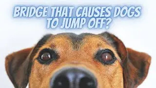 The Strange Bridge That Causes Dogs to Jump? | The Mystery Surrounding Overtoun Bridge