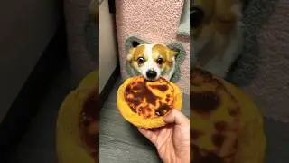 Today my dog is running for pizza 🍕🐶 #shosts #pets #imut #trending #animals #dog #nature#funnypuppy