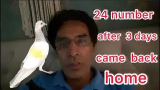 After three days 24 number breed come back home well done ￼￼
