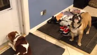 Beagle and Bulldog Howling 10/31/2013 (original)