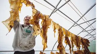 Kachemak Kelp Hub: An Alaskan Organic Processor Profile