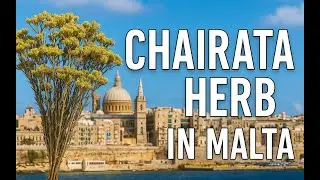 Charaita : The Miracle Herb Malta Needs to Know About! 🌿 | Natural Healing Series