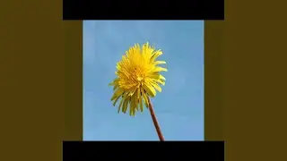 Autism Sea Shanty