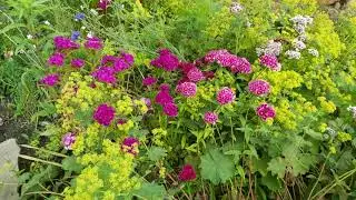 Sweet William Deva, Judy McAllister - Messages from Nature