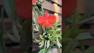 Mega touceira de Sophronitis coccinea tipo