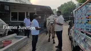 Information about Rudra DVR memorial bulls kanuru penamuluru mandalam Vijayawada