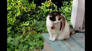 Video Yr 2016, 079, Richmond, (Moving into House), 5 to 9 Nov. 2016