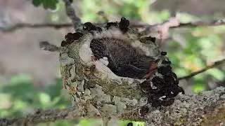 Hummingbird Nest in Dry Creek Watershed #hummingbird #pollinators