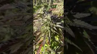 Apple Fritter Outdoor Cannabis Grow