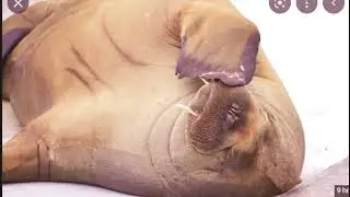 freya the walrus euthanised | Freya the walrus euthanised after crowds at refuse to stay away