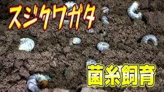 スジクワガタを菌糸で飼育します