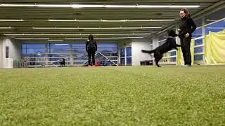 Alli liikkeest&auml; pys&auml;htymisi&auml;