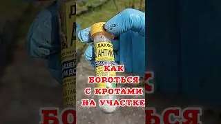 Как бороться с кротами на дачном участке #крот #кроты #дача #моднаядачница
