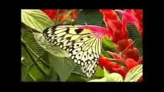 Exotic Butterflies