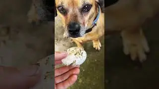 Minion tests eggs?