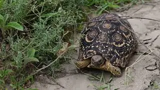 Leopard Tortoise walking on safari track in Serengeti Tanzania