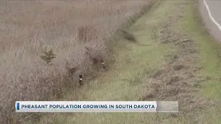 Pheasant Population Increasing in South Dakota