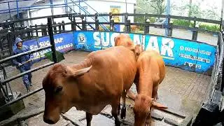 Lote Nro. 32