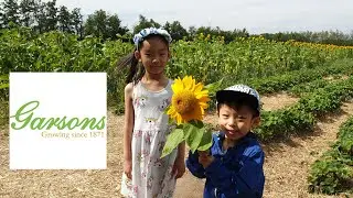 Garson's Pick Your Own Fruit Farm Esher -  UK'S Biggest Pick Your Own Farm