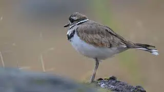 Killdeer at Issaquah Highlands stormwater pond on 2025-08-15