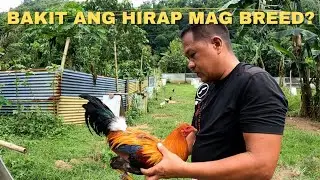 NATIONAL BANDED STAG | Boss Noli Vlog