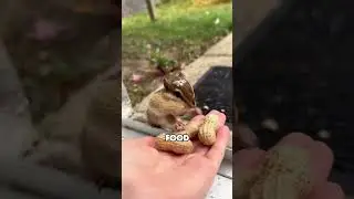 Cute chipmunk#shortvideo #story #animals #cute