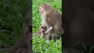Mama Monkey's Love Story: Caring for Newborn Lynx and Her Growing Family #9 #monkeysr #newbornbaby