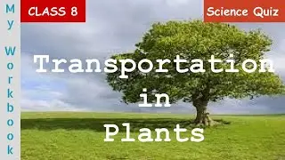 Transportation in plants - Biology quiz for Class 8
